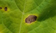 Alternarioza ardeiului Alternarioza ardeiului